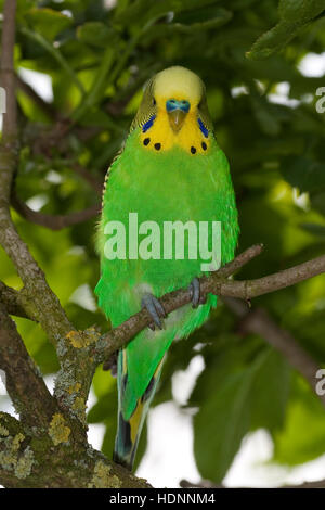 Perruche, perruches, als Zuchtform Haustier in einer Freiflug-Voliere Wellen-Sittich Sittich,,, Sittiche budgeriga, Melopsittacus undulatus, Banque D'Images