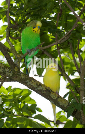 Perruche, perruches, als Zuchtform Haustier in einer Freiflug-Voliere Wellen-Sittich Sittich,,, Sittiche budgeriga, Melopsittacus undulatus, Banque D'Images