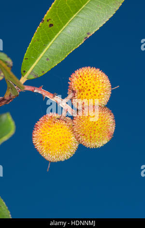 Westlicher Erdbeerbaum, Erdbeer-Baum, Früchte, Arbutus unedo, Arbre aux fraises, arbousier commun Banque D'Images