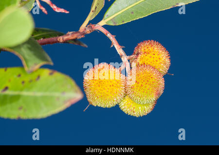 Westlicher Erdbeerbaum, Erdbeer-Baum, Früchte, Arbutus unedo, Arbre aux fraises, arbousier commun Banque D'Images