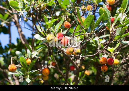 Westlicher Erdbeerbaum, Erdbeer-Baum, Früchte, Arbutus unedo, Arbre aux fraises, arbousier commun Banque D'Images