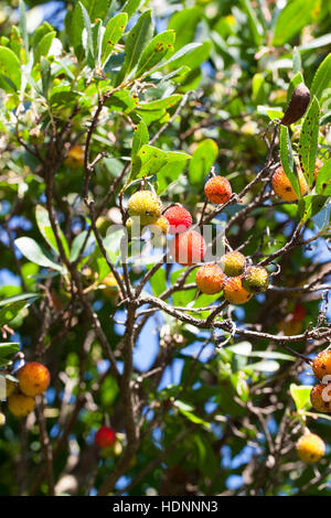 Westlicher Erdbeerbaum, Erdbeer-Baum, Früchte, Arbutus unedo, Arbre aux fraises, arbousier commun Banque D'Images