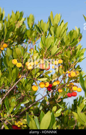 Westlicher Erdbeerbaum, Erdbeer-Baum, Früchte, Arbutus unedo, Arbre aux fraises, arbousier commun Banque D'Images