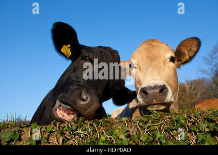 L'Europe, l'Allemagne, en Rhénanie du Nord-Westphalie, Herdecke, les vaches sont à la recherche d'un couvert de lierre wal, la vache de gauche est en train de manger les feuilles de lierre. Banque D'Images