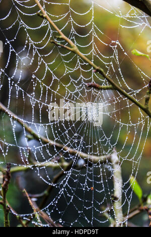 Close-up de perles de rosée ou d'humidité sur une toile d'araignée Banque D'Images
