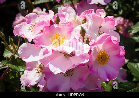 Coussin Rose Rosa la floraison en Juin Banque D'Images