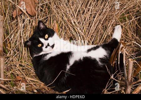 Mâle, noir et blanc, le poil court, chat domestique avec marquages symétrique du soleil lui-même à l'extérieur dans un lit d'herbe séchée. Banque D'Images