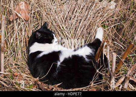 Mâle, noir et blanc, le poil court, chat domestique avec marquages symétrique recroquevillé endormi à l'extérieur dans un lit d'herbe séchée. Banque D'Images