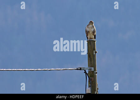 Buse variable, Buteo buteo, sur un ancien poteau électrique en bois contre le ciel bleu Banque D'Images