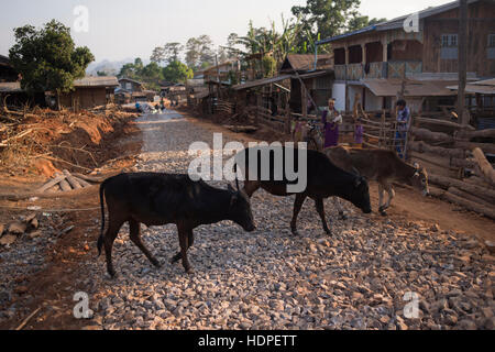 Trois vaches dans un village rural de l'État de Kayah, Myanmar. Banque D'Images