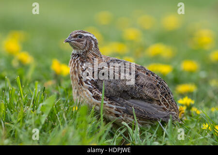 La caille japonaise (Coturnix japonica) dans une prairie de printemps Banque D'Images