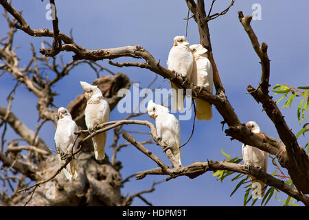 Corella's oiseaux posés dans un arbre de la faune près de Flinders Ranges Hawker Australie du Sud Banque D'Images