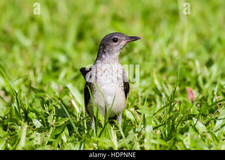 Baby bird - Héron goliath Oriental Banque D'Images