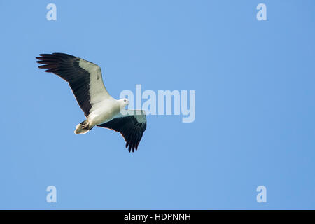 White-bellied Sea Eagle flying on blue sky Banque D'Images