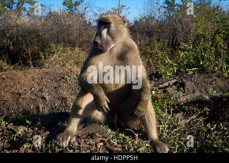 Les chambres de plein air singe Royal Livingstone Hotel. Trois types de monkey se produire en Zambie. Le singe est très commune dans toute une variété de w Banque D'Images