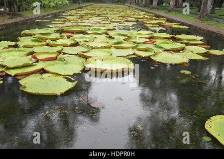 Sir Seewoosagur Ramgoolam Botanical Garden Jardin botanique de Pamplemousses Banque D'Images