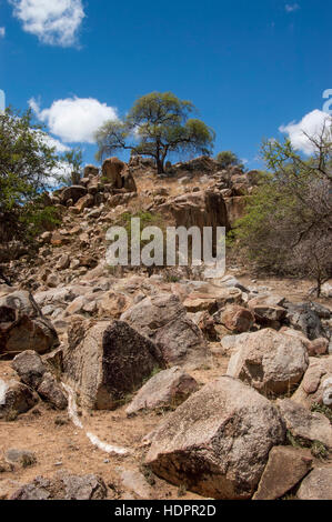 Désert avec arbre et rochers dans le territoire de la tribu Hadzabe, lac Eyasi, Tanzanie Banque D'Images