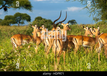 L'Impala (Aepyceros melampus mâle) et les jeunes babouin, parc national de Tarangire, Tanzanie Banque D'Images