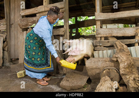 Femme africaine se nourrit ses porcs, le VIH/SIDA un projet générateur de revenu, Moshi, Tanzanie Banque D'Images