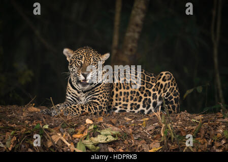 Une Jaguar de Nord Pantanal Banque D'Images