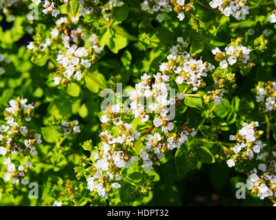 Origanum vulgare 'Thumble's Variety' Banque D'Images