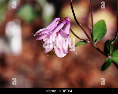 Aquilegia - Granny's bonnet, l'Ancolie Banque D'Images