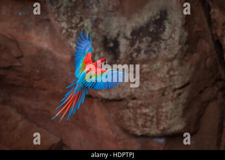 Un rouge et vert Macaw préparait à l'atterrissage dans un gouffre des parois verticales. Banque D'Images