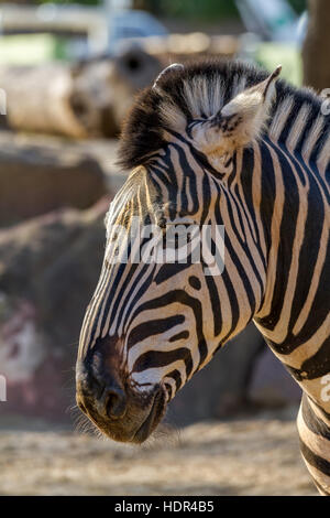 Zebra portrait Banque D'Images