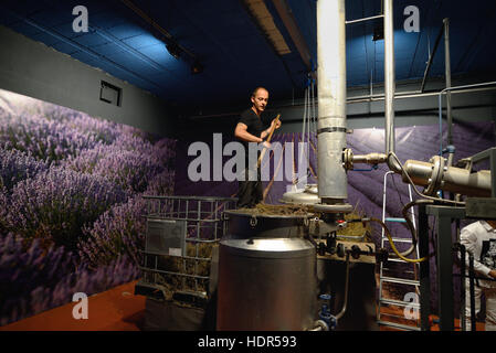 Distillation de la Lavande coupée dans une distillerie de lavande, usine ou Parfumerie près de Saignon Luberon Provence France Banque D'Images