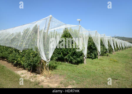 Filets de protection des cultures pour garder les oiseaux au large de pommiers dans une zone de production intensive de fruits de la vallée de la Durance Provence France Banque D'Images