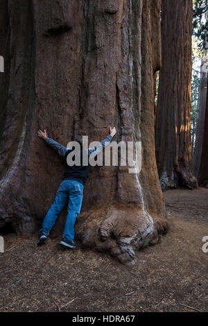 Jeune homme serrant un arbre séquoia géant dans le Sequoia NP en Californie Banque D'Images