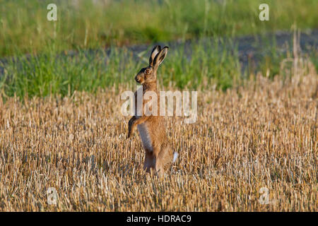 L'alerte brown hare (Lepus europaeus) debout dans stubblefield Banque D'Images