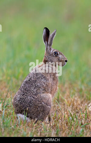 European Brown Hare (Lepus europaeus) assis dans les prairies Banque D'Images