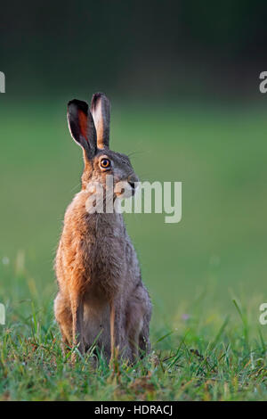 European Brown Hare (Lepus europaeus) assis dans les prairies Banque D'Images