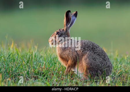 European Brown Hare (Lepus europaeus) assis dans les prairies Banque D'Images