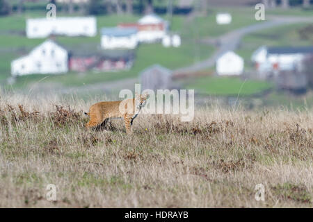 Vue d'un Bobcat sauvage dans un grand espace vert avec des maisons en arrière-plan, près de Point Arena en Californie Banque D'Images