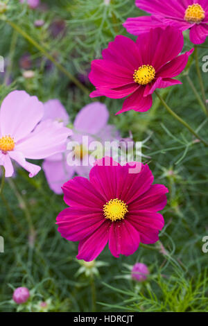 Cosmos bipinnatus formule Gazebo fleurs mixtes. Banque D'Images