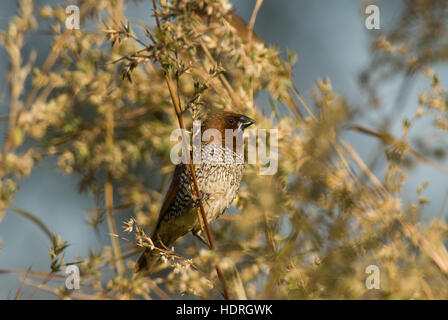 L'Scaly-breasted Munia Munia ou tachetée (Lonchura punctulata), connu dans le commerce des animaux de compagnie ou d'épices comme la muscade Mannikin Finch Banque D'Images