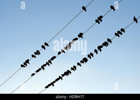 Silhouette d'oiseaux sur un fil contre un ciel bleu. Banque D'Images