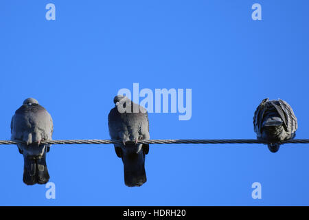 Pigeons domestiques sur le fil Banque D'Images