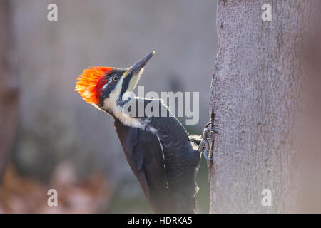 Grand Pic (Dryocopus pileatus) en hiver à la recherche de nourriture Banque D'Images