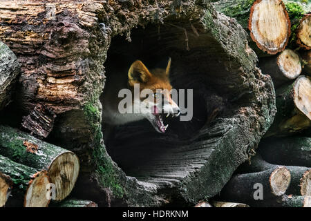 Le renard roux (Vulpes vulpes) en tronc d'arbre creux dans un tas de bois en forêt Banque D'Images