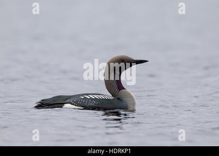 Huart à gorge noire / Arctic loon / Black-throated diver (Gavia arctica) en plumage nuptial la natation dans le lac au printemps Banque D'Images
