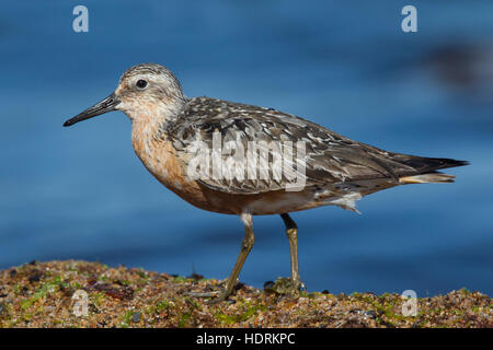 Bécasseau maubèche (Calidris canutus) à la fin de l'été le long de la nourriture du plumage de la côte de la mer Baltique Banque D'Images