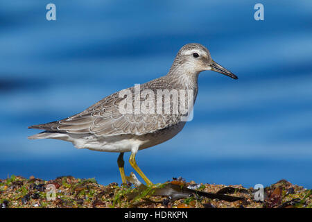 Bécasseau maubèche (Calidris canutus) la nourriture à la fin de l'été le long de la côte de la mer Baltique Banque D'Images