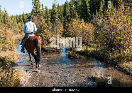 Cowboy et cheval en Creek, Comté de Clearwater ; Alberta, Canada Banque D'Images