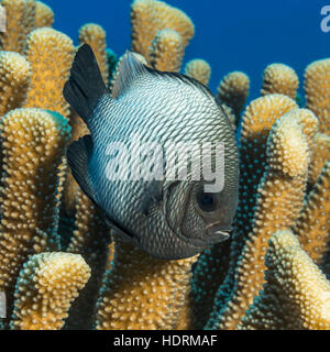 Le Dascyllus hawaïen (Dascyllus Albisella), Une espèce de poisson endémique hawaïen, à côté du corail d'Antler (Pocillopora Eydouxi) photographié pendant la plongée... Banque D'Images