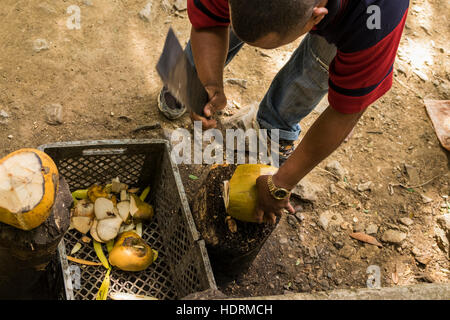 Homme avec coupe à la machette de coco à vendre pour boire de l'eau de coco, Las Terrazas, Cuba Banque D'Images