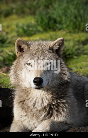 Femelle gris Loup (Canis lupus) avec un bon manteau d'hiver, captifs à l'Alaska Wildlife Conservation Center, le centre-sud de l'Alaska Banque D'Images
