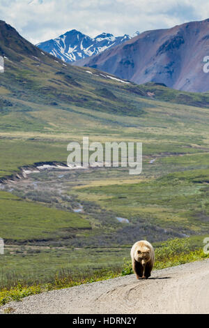 L'ours grizzli (Ursus arctos horribilis) descend la route du parc vers la caméra, les montagnes et la vallée en arrière-plan, Parc national... Banque D'Images